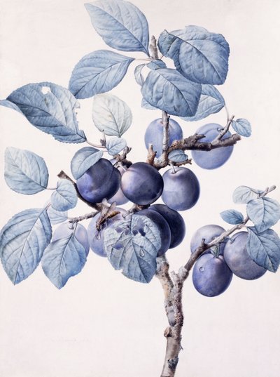 Grenen av ett plommonträd som bär frukt med en geting som dricker vatten på ett löv, av Pierre Joseph Redouté