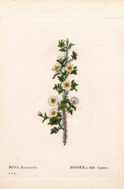 Tusenryggad ros, Rose myriacantha, Rose a Thousand-Spines. Handfärgad kopparsticksgravyr från Pierre Joseph Redoutes "" Les Roses,"" Paris av Pierre Joseph Redouté