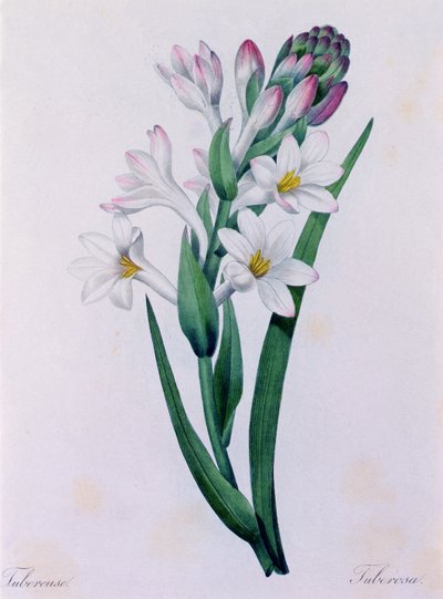 Tuberosa (färgad gravyr) av Pierre Joseph Redouté