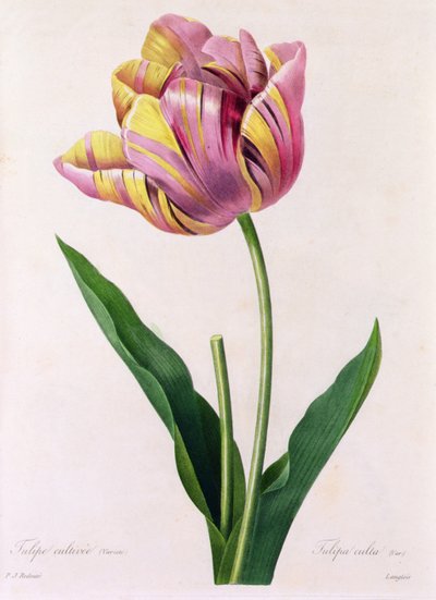 Tulipa Culta (färgad gravyr) av Pierre Joseph Redouté