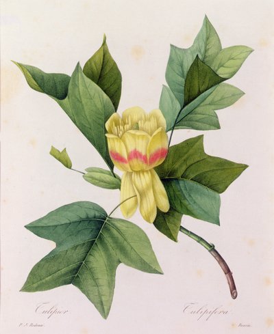 Tulipifera (färgad gravyr) av Pierre Joseph Redouté