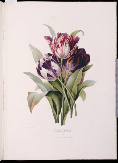 Tulpaner, från "A Fine Series of Floral Buquets" av Pierre Joseph Redouté