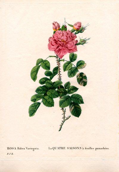 Brokig fyra årstider rosa, Rosa damascena var. bifera. Handfärgad kopparsticksgravyr från Pierre Joseph Redoutes "" Les Roses,"" Paris av Pierre Joseph Redouté