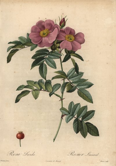 Violett Virginiaros, Rosa virginiana av Pierre Joseph Redouté