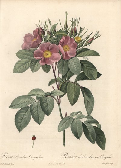 Virginiaros, mörka blommor - Eau forte de Langlois, baserad på en illustration av Pierre Joseph Redoute (1759-1840), från Les Roses av Pierre Joseph Redouté