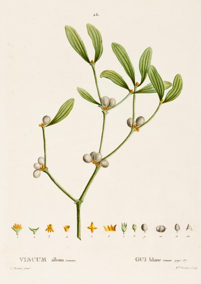 Viscum vit L. Mistel, c1800-1830. av Pierre Joseph Redouté