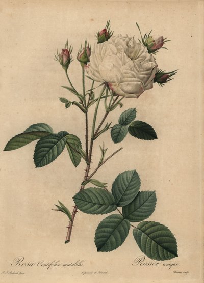 Vit och rosa kålros, Rosa centifolia av Pierre Joseph Redouté