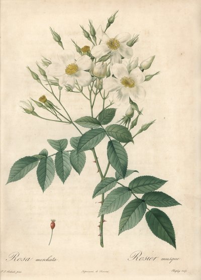 Vita blommor myskros - Eau forte de Chapuy, baserad på en illustration av Pierre Joseph Redoute (1759-1840), från Les Roses av Pierre Joseph Redouté