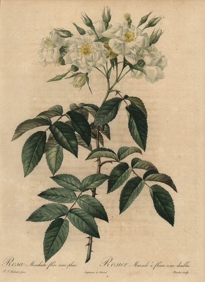 Vit myskros, Rosa moschata av Pierre Joseph Redouté