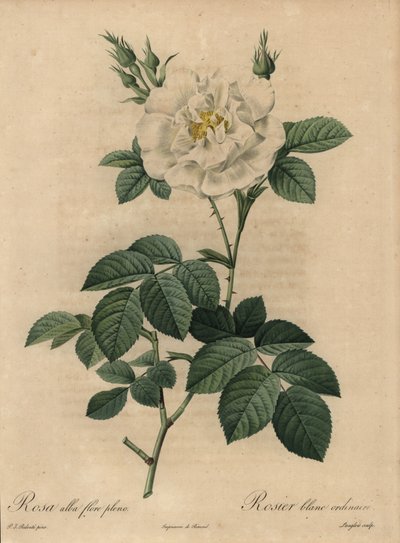 Vit ros, Rosa alba flore pleno, Vanlig vit ros av Pierre Joseph Redouté