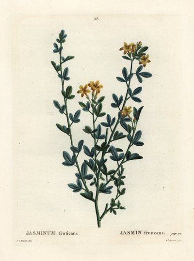 Vild eller gul Jasmin, Jasminum fruticans. Handfärgad stipplegravyr av Miss Brenet efter en illustration av Pierre-Joseph Redoute från Henri Louis Duhamel du Moncels Treat des Arbres et Shrustes, Paris av Pierre Joseph Redouté