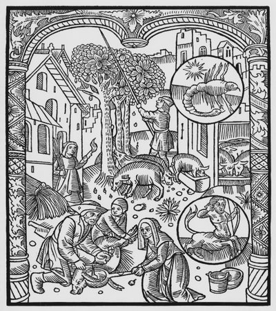 November, slakt av gris och skörd av ekollon, Skorpionen, illustration från "Almanach des Bergers", 1491 (xylografi) av Pierre Le Rouge