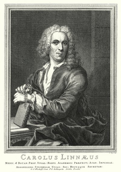 Carl Linnaeus, svensk botaniker och zoolog (gravyr) av Pierre Tanje