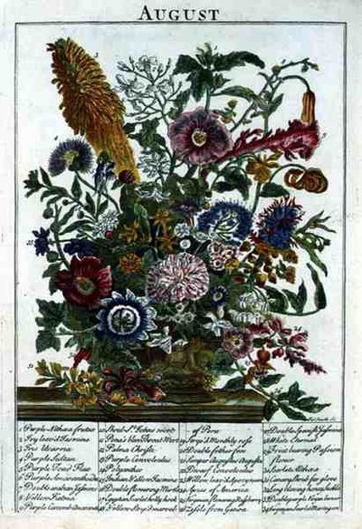 Augusti, från "The Flower Garden Displayed" av Robert Furber (c.1674-1756), graverad av James Smith, pub. 1732 (färgad gravyr) av Pieter (after) Casteels