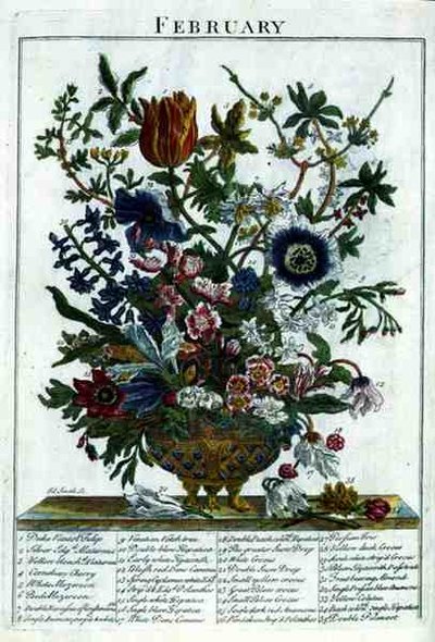Februari, från "The Flower Garden Displayed" av Robert Furber (ca 1674-1756), graverad av James Smith, pub. 1732 (färgat gravyr) av Pieter (after) Casteels