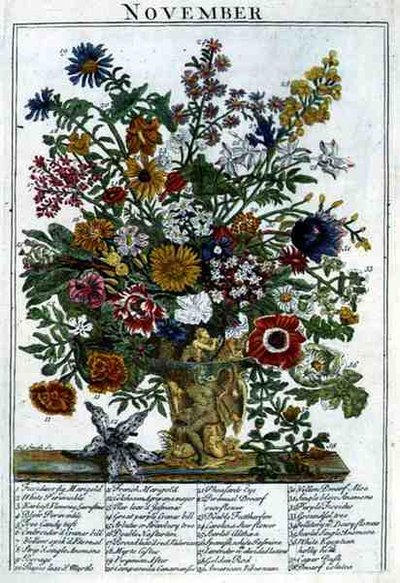 November, från "The Flower Garden Displayed" av Robert Furber (c.1674-1756), graverad av James Smith, pub. 1732 (färgad gravyr) av Pieter (after) Casteels