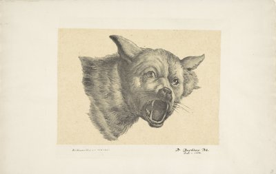 Huvud av en varg eller hund av Pieter Bartholomeusz. Barbiers