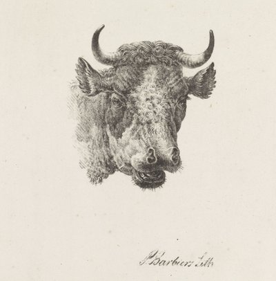 tjurhuvud av Pieter Bartholomeusz. Barbiers