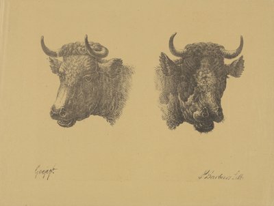 Två tjurhuvuden av Pieter Bartholomeusz. Barbiers