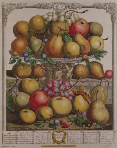 December, från "Twelve Months of Fruits", av Robert Furber (ca 1674-1756), graverad av Henry Fletcher, 1732 (färggravyr). av Pieter Casteels