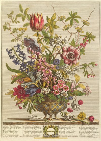Februari, från `Twelve Months of Flowers