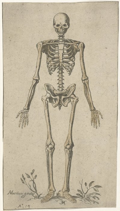 Manligt skelett, sett framifrån Anatomiska studier (serietitel) av Pieter Feddes van Harlingen