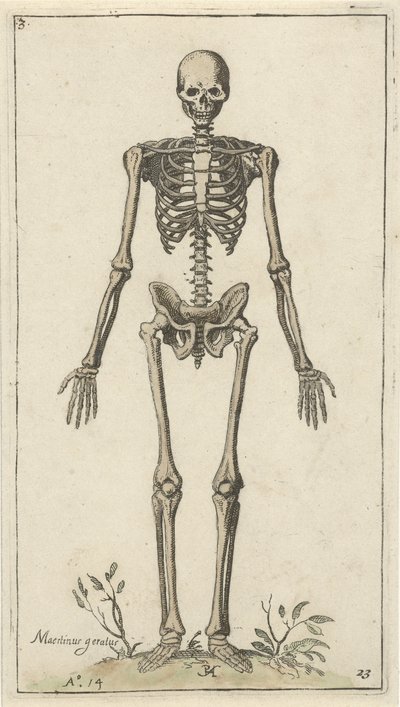 Manligt skelett, sett framifrån Anatomiska studier (serietitel) av Pieter Feddes van Harlingen