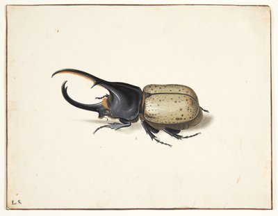In herkulesbille (dynastes hercules) av Pieter Holsteijn