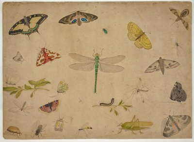 26 insekter av Pieter I Holsteijn