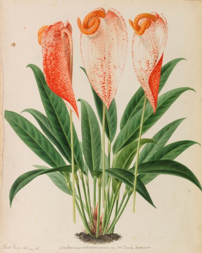 Original från trädgårds- och trädodlingspublikationer, 1878-1881. av Pieter Joseph de Pannemaeker