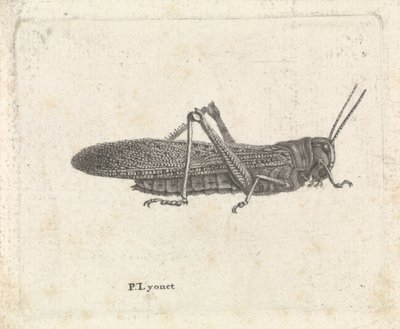 gräshoppa av Pieter Lyonet