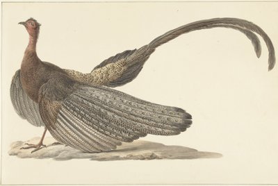 Argus fasan av Pieter Pietersz. Barbiers