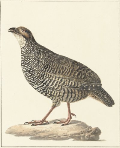 Kinesisk frankolin (Excalfactoria chinensis) av Pieter Pietersz. Barbiers