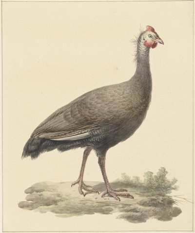 Helmparelhoen av Pieter Pietersz. Barbiers