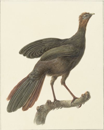 Kuifsjakohoen (Penelope purpurascens) av Pieter Pietersz. Barbiers
