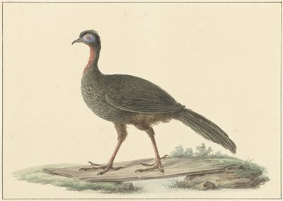 Marailsjakohoen (Penelope marail) av Pieter Pietersz. Barbiers
