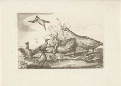 Eenden en ganzen Olika fåglar (serietitel) De mest perfekta figurerna av olika fåglar (...) (serietitel) av Pieter Schenk (I) (attributed to)
