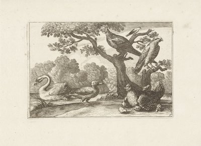 Kip met kuikens och andra vogels Olika fåglar (serietitel) De mest perfekta figurerna av olika fåglar (...) (serietitel) av Pieter Schenk (I) (attributed to)