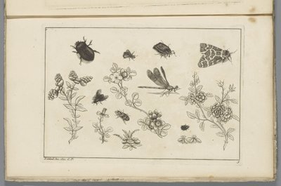 Blomma grenar med insekter Kinesiska blommor och insekter (serietitel) av Pieter Schenk (II)