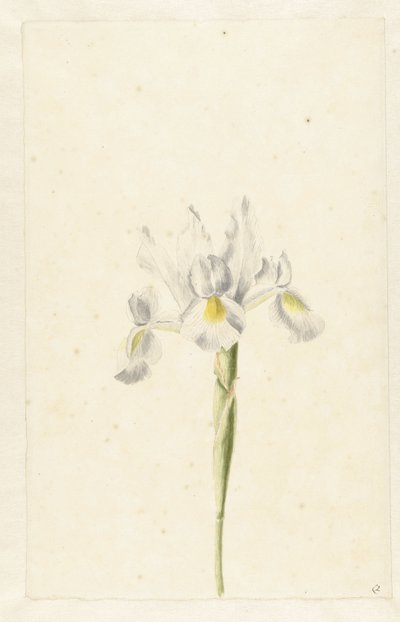 Vit iris (Iris albicans) av Pieter Withoos (circle of)