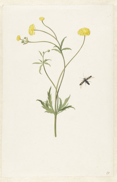 Dubbel gul ranunculus och insekt av Pieter Withoos (possibly)