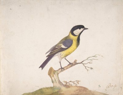 En talgox Parus major uppflugen på en gren, 1670-93. av Pieter Withoos