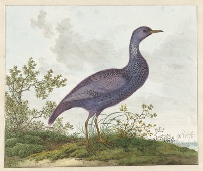 Spotted Crake (Porzana porzana) ? av Pieter Withoos