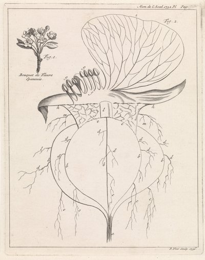 Tvärsnitt av en blomma av Pieter Yver