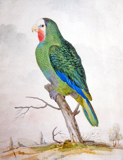 En papegoja i ett landskap (gouache över penna och svart bläck) av Pieter the Younger Holsteyn