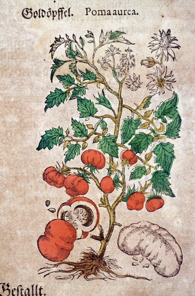 Herbarium: botanisk planoma aureache som representerar en tomatplanta (Caulis floridus). Gravyr i "Kreutterbuch des hochgelehrten und farfamousen Herr D. Petri Andreae Matthioli"" av Pietro Andrea Mattioli (Matthiole) av Pietro Andrea Mattioli