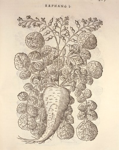 Pepparrot (Armoracia rusticana), gravyr av Pier Andrea Mattioli av Pietro Andrea Mattioli