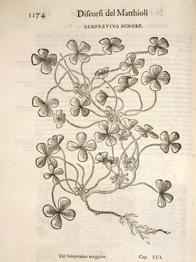 Sempervivum (Minor houseleek), gravyr av Pier Andrea Mattioli av Pietro Andrea Mattioli