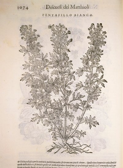 Silvergräs (Potentilla alba), gravyr av Pier Andrea Mattioli av Pietro Andrea Mattioli
