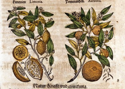 Citrusen. Apelsin och citronträd. Gravyr - i "" Kreutterbuch Dess högt lärde och välkände Mr. D. Petri Andreae Matthioli"" av Pietro Andrea Mattioli (Matthiole) (1500-1577). Frankfurt av Pietro Andrea Mattioli